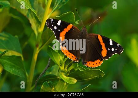 Roter Admiral (Vanessa atalanta) Stockfoto