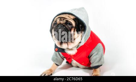 Ein schöner trauriger Mops in einer Jacke mit Kapuze sitzt auf isoliertem weißem Hintergrund. Stockfoto