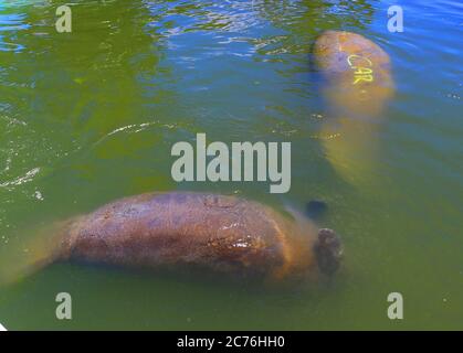 manatee in Ilha de Itamaraca, Brasilien Stockfoto