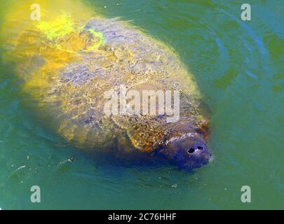 manatee in Ilha de Itamaraca, Brasilien Stockfoto