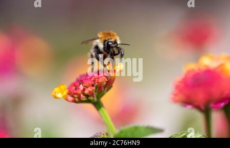Nahaufnahme einer Biene, die Nektar auf einer gelben und rosa Blume sammelt. Isoliert auf einem schönen unscharfen Bokeh Hintergrund. Stockfoto