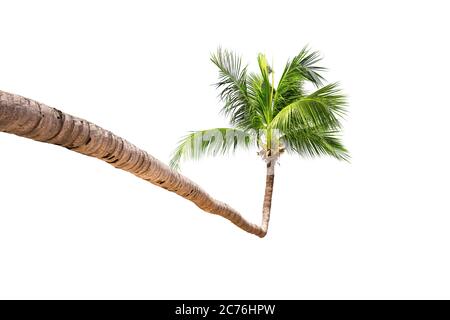 Kokospalme isoliert auf weißem Hintergrund. Schöne Krone aus grüner Palme aus Thailand. Stockfoto