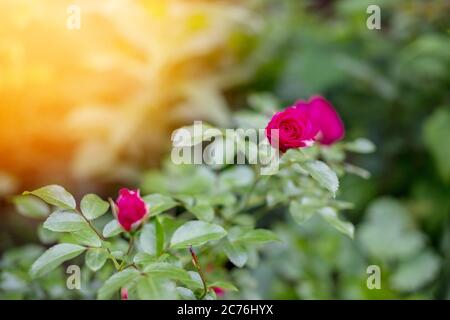 Schöne rote Blumen. Rote Rosen. Gartenrosen mit grünen Blättern. Blütenknospen von Rosen. Geschlossene rosa Blütenblätter Knospe mit grünen Blättern umgeben Stockfoto