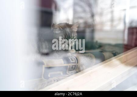 Katze, die zu Hause hinter dem Fenster ruht. Nette Katze, die hinter dem Fenster auf dem Sofa liegt und sich an einem ruhigen Tag zu Hause ausruhen kann Stockfoto