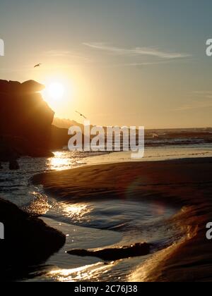 Möwen fliegen durch die Sonnen, die Strahlen im Ocean Shores, WA, setzen Stockfoto
