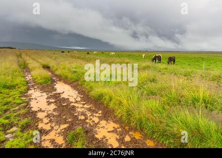 Islandpferde auf einer Weide, Hügel im Hintergrund, Goldener Kreis, Island. Stockfoto