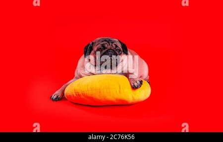 Schöner Mops auf gelbem Kissen. Netter Hund ruht auf rotem Hintergrund. Stockfoto