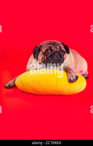 Schöner Mops auf gelbem Kissen. Netter Hund ruht auf rotem Hintergrund. Stockfoto