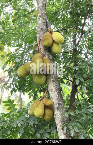 Jackfrucht im Garten Stockfoto