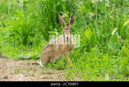 Hase (wissenschaftlicher oder lateinischer Name: Lepus Europaeus).Wilde, einheimische Hasen, die auf grünen Trieben in einem üppigen grünen Feld mit Regentropfen auf dem Gras schompfen Stockfoto