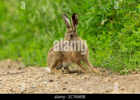 Leveret oder junger Braunhase (wissenschaftlicher oder lateinischer Name: Lepus Europaeus) saß wach und aufrecht auf einem Feldweg mit üppigem grünen Hintergrund. Querformat Stockfoto