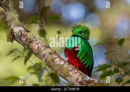 Strahlender Quetzal (Pharomachrus mocinno) auf einem Ast im Nebelwald, Costa Rica Stockfoto