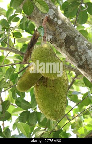 Jackfrucht im Garten Stockfoto