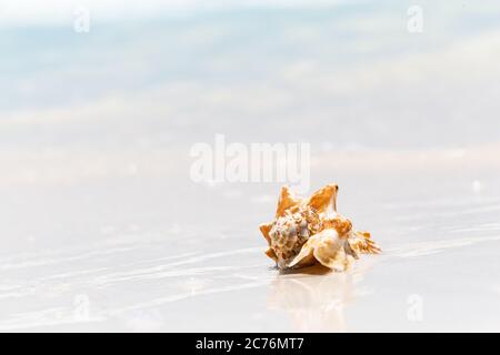Sea shell on the sandy beach Stockfoto