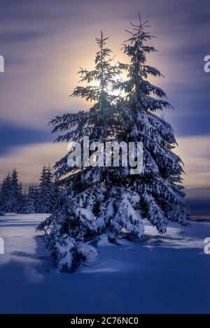 Hinterleuchtete Tannen lange Exposition mit Mond im Hintergrund auf einer Winternacht in den Bergen in Marisel, Cluj County, Siebenbürgen Region, Rumänien Stockfoto