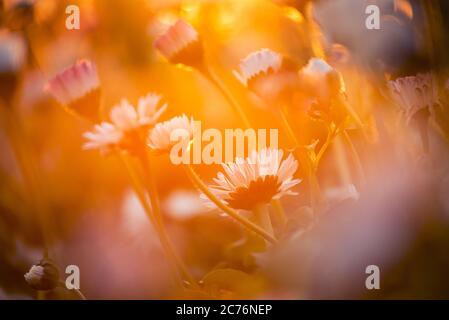Wilde Blumen von Gänseblümchen blühten im Garten, beleuchtet von den Strahlen der untergehenden Sonne mit weichem warmen Licht Stockfoto