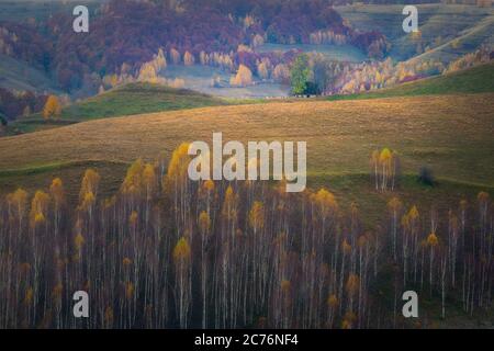 Altes Scheunenhaus auf einem Hügel mit einigen Kühen um die Scheune an einem Herbsttag und Bergen im Hintergrund aufgenommen in Dumesti, Salciua, Alba County, Stockfoto