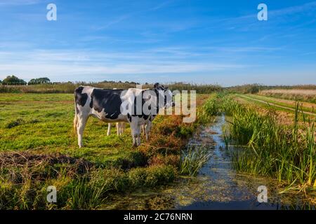 Junge Kühe auf einer Wiese am Graben an einem sonnigen Tag in einer typisch holländischen Polderlandschaft, wenige Kilometer von Rotterdam, Niederlande entfernt Stockfoto