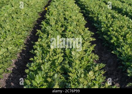 Sellerie-Anlage In Der Nähe. Landwirtschaftliche Feld von Sellerie, Erntezeit Stockfoto