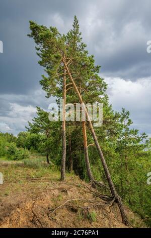 Kiefer mit freiliegenden Wurzeln auf dem Hintergrund der dramatischen Wolken, gebogen und weiter für das Leben an der steilen Küste des Kiewer Meeres, Ukraine zu kämpfen Stockfoto