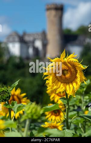 Blühende Sonnenblumen vor Schloss Dehrn im Dorf Dehrn, Teil der Stadt Runkel, Bezirk Limburg-Weilburg in Hessen, Deutschland, Europa Stockfoto