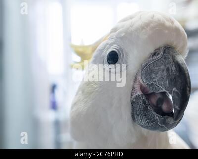 Kleinschwefeliger Kokatoo-Vogel Nahaufnahme Porträt. Exotisches Haustier Stockfoto