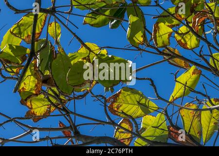 Erstaunliche blauen Himmel Hintergrund am Strand mit Strand Mandelbaum Blätter voller lebhafter Farben Stockfoto