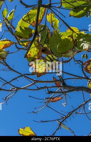 Bunte indische Mandelblätter mit einem perfekten blauen Himmel Hintergrund Stockfoto