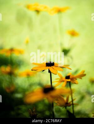 Ätherische Ansicht einer Gruppe von Schwarzäugigen Susan Blumen in der Sommersonne. Stockfoto