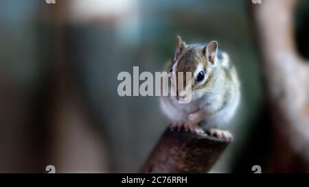 Der Chimunk ruht auf dem Baumstamm Stockfoto