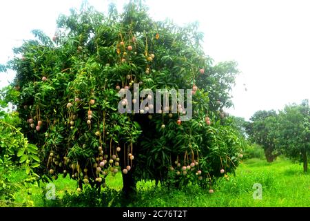 Frische Mango auf dem Baum im Senegal Stockfoto