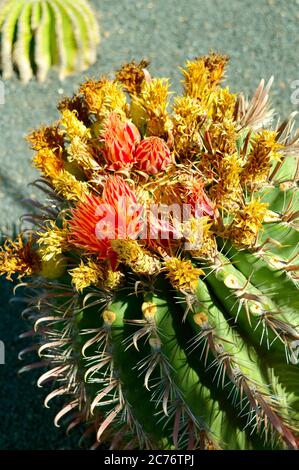 Ferocactus townsendianus allgemeiner Name Barrel Cactus Stockfoto