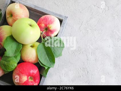 Herbsternte: Reife, duftende rot-grüne Äpfel in einer grauen Holzkiste auf grauem Stuckgrund. Draufsicht. Lebensmittelkonzept. Stockfoto