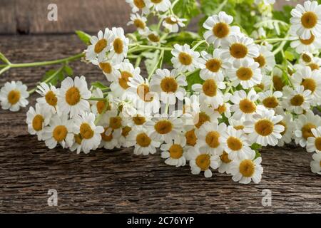 Frisch blühende Feverfew oder Tanacetum parthenium Pflanzen auf einem Tisch Stockfoto