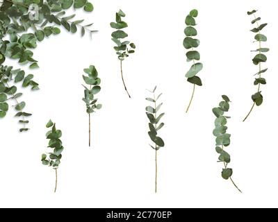 Set von dekorativen grünen Eukalyptus-Zweigen auf weißem Hintergrund. Pflanze für Blumenmuster Karte. Stockfoto