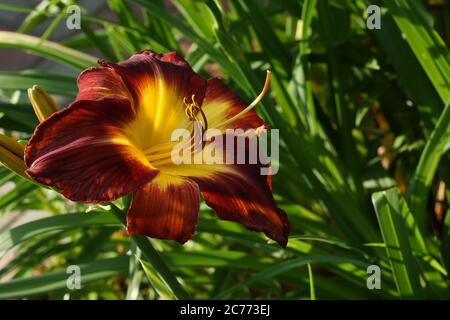 Persian Ruby Daylilie. Rubinrot selbst mit grüner Kehle. Blumen Taglilie. Rote Taglilien blühen im Sommer. Stockfoto