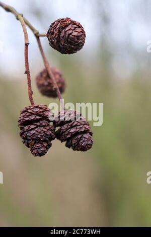 Drei Erlenbaum, Alnus glutinosa, Zapfen am Ende eines kleinen Stiels mit einem verschwommenen Hintergrund von Bäumen. Stockfoto