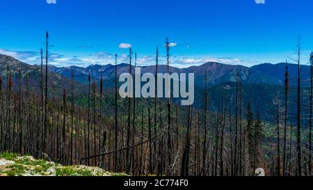 Verbrannte Bäume und Wildblumen in Washingtons North Cascades Stockfoto