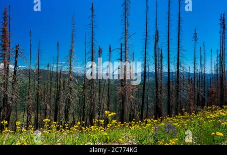 Verbrannte Bäume und Wildblumen in Washingtons North Cascades Stockfoto