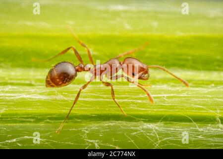 Rote importierte Feueramse (Solenopsis invicta) Stockfoto