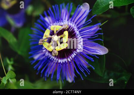Nahaufnahme einer blau-lila gefärbten Passionsblume, umgeben von grünen, verschwommenen Blättern, Spanien Stockfoto