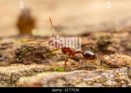 Rote importierte Feueramse (Solenopsis invicta) Stockfoto