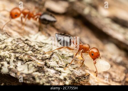 Akrobaten Ant (Crematogaster laeviuscula) Arbeiter verlagern Puppen in ihrer Kolonie. Stockfoto