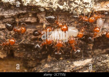 Akrobaten Ant (Crematogaster laeviuscula) Arbeiter verlagern Puppen in ihrer Kolonie. Stockfoto