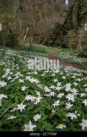 Holzanemonen (Anemone nemorosa) in Woodland, Vale Royal Woods, Cheshire, England, Vereinigtes Königreich Stockfoto