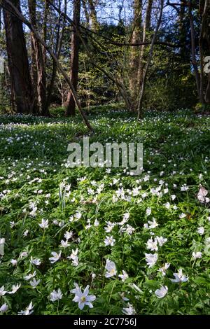 Holzanemonen (Anemone nemorosa) in Woodland, Vale Royal Woods, Cheshire, England, Vereinigtes Königreich Stockfoto