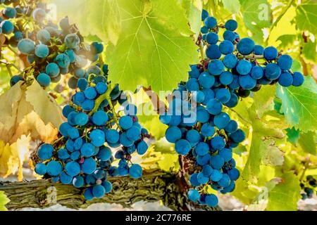 Reife Trauben auf einer Weinrebe im Herbst, bereit zur Lese. Provence, Frankreich. Stockfoto