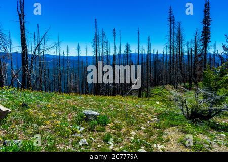 Verbrannte Bäume und Wildblumen in Washingtons North Cascades Stockfoto