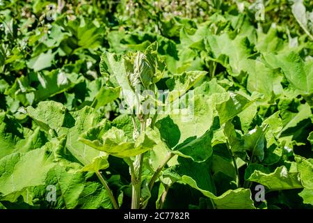 Klettenkraut Stockfoto