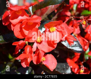 Begonia blüht mit roten Blütenblättern und gelben Staubgefäßen am sonnigen Morgen Stockfoto